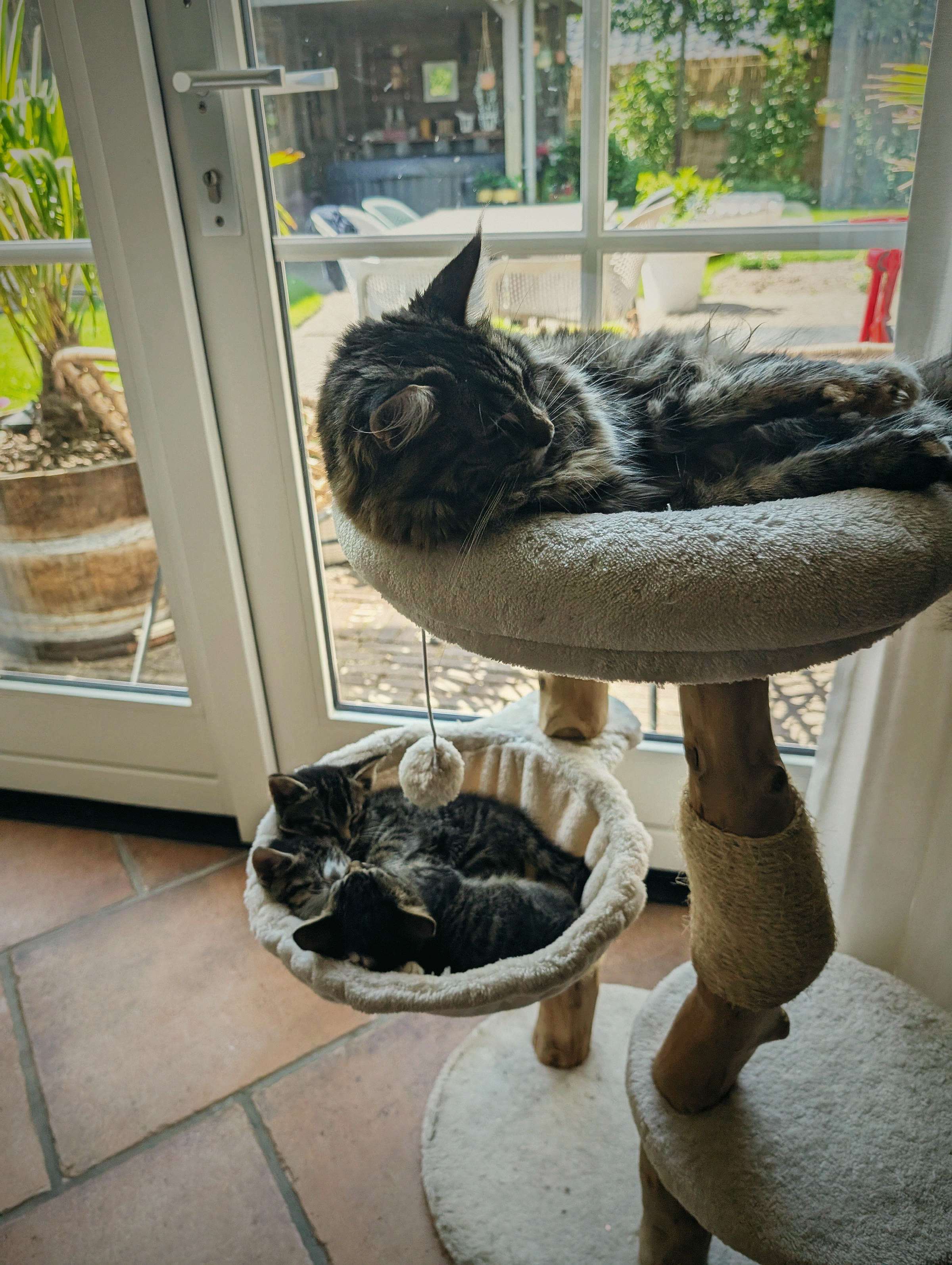 Luna ligt boven op de krabpaal terwijl opvangkittens in het mandje eronder slapen.