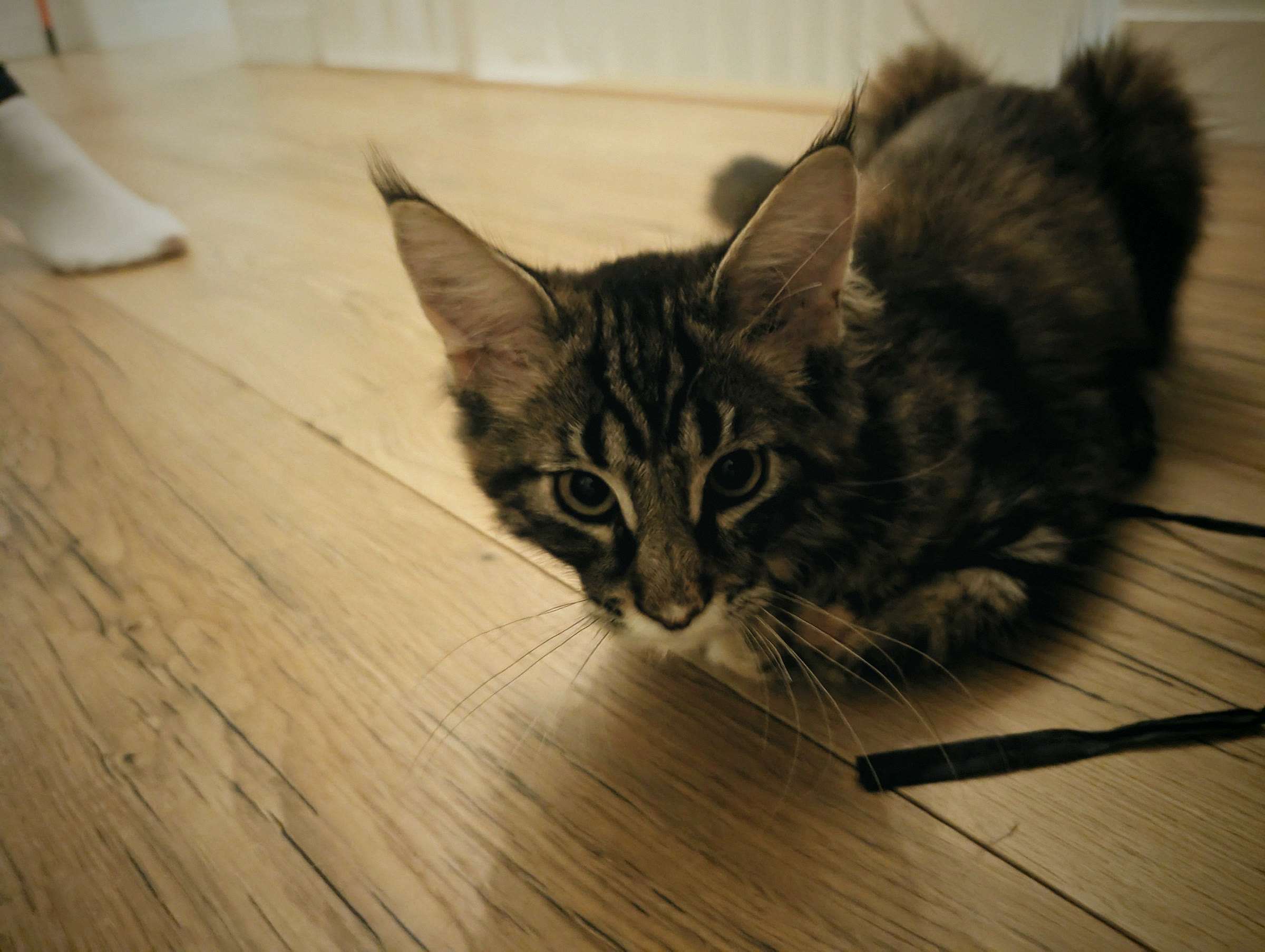 Luna als kitten sluipt over de houten vloer en kijkt in de lens.
