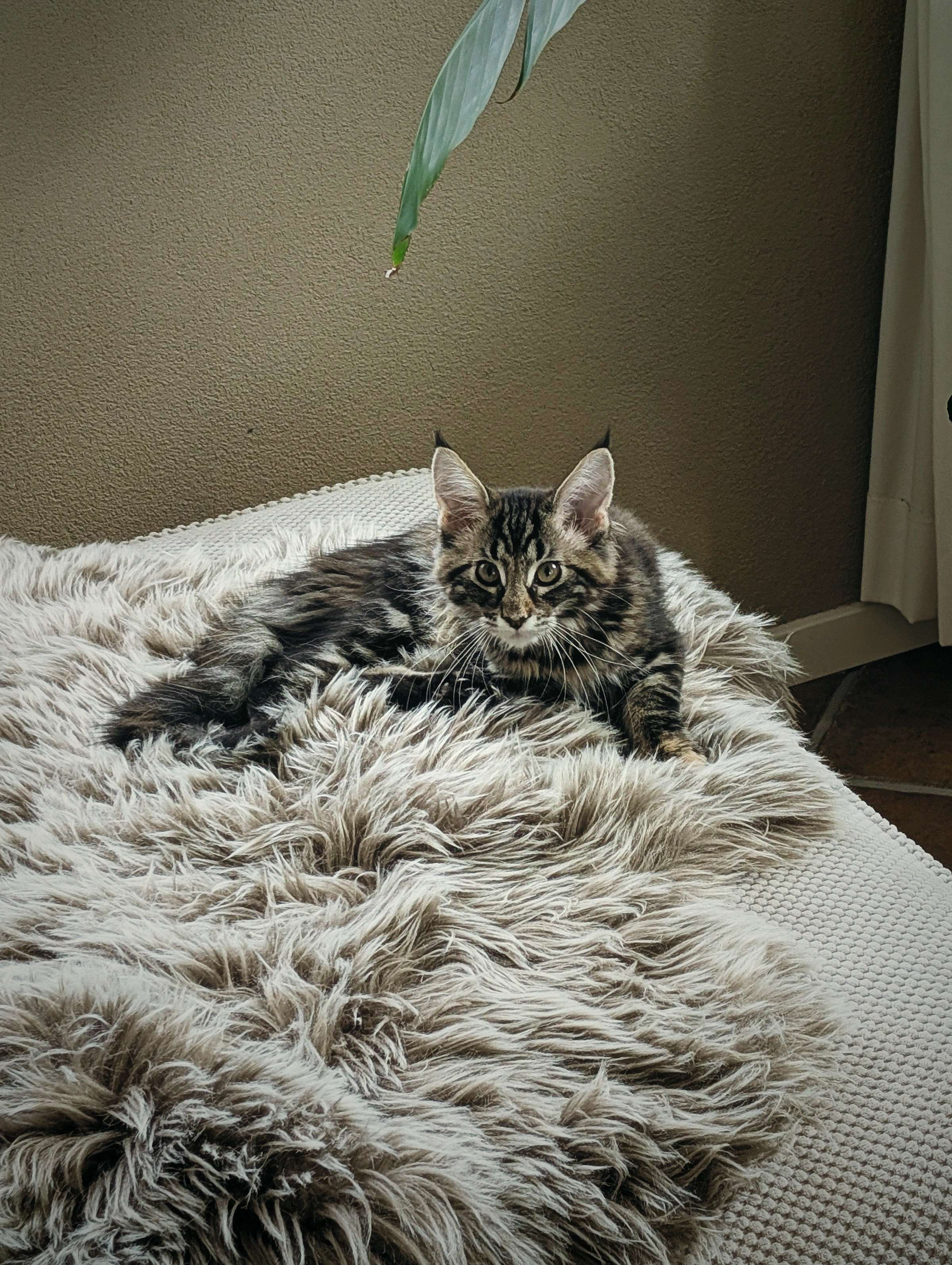 Kitten-Luna ligt op een grijs nepbontkleed.