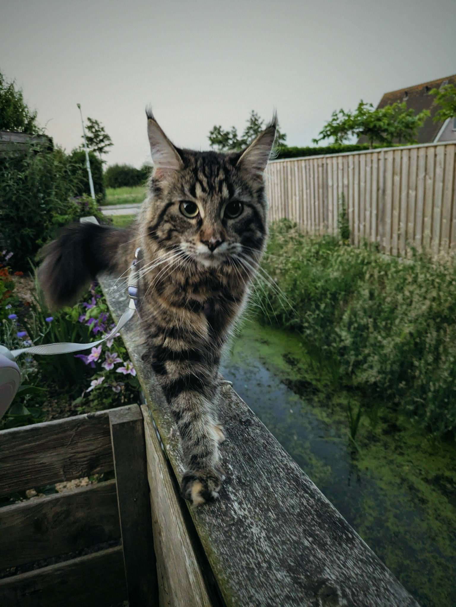 Luna, een grote Maine Coon met pluimoren, loopt in de avondschemering over een houten rand langs de sloot.