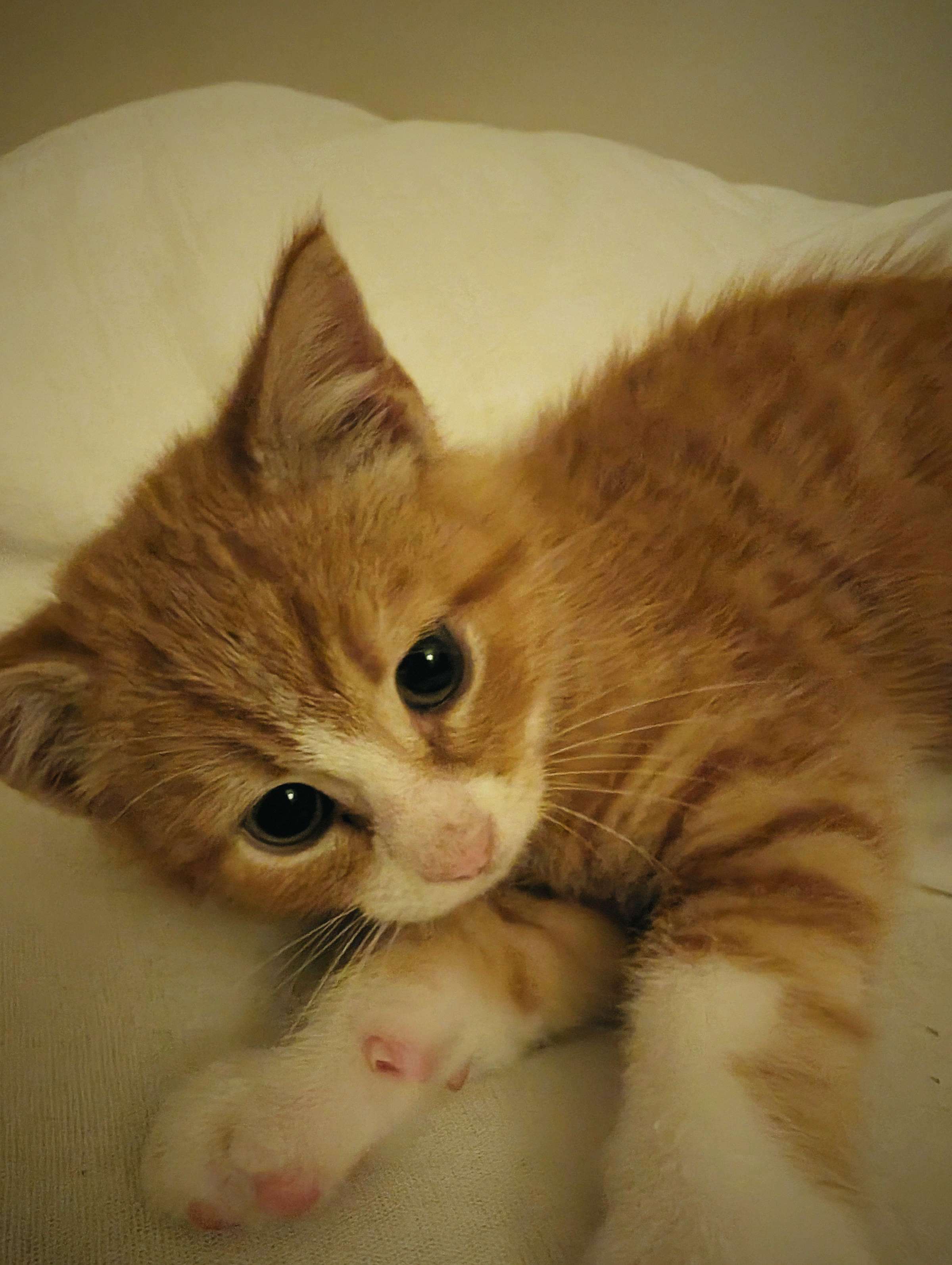 Een rood-wit opvangkitten ligt op een witte deken en kijkt in de camera.