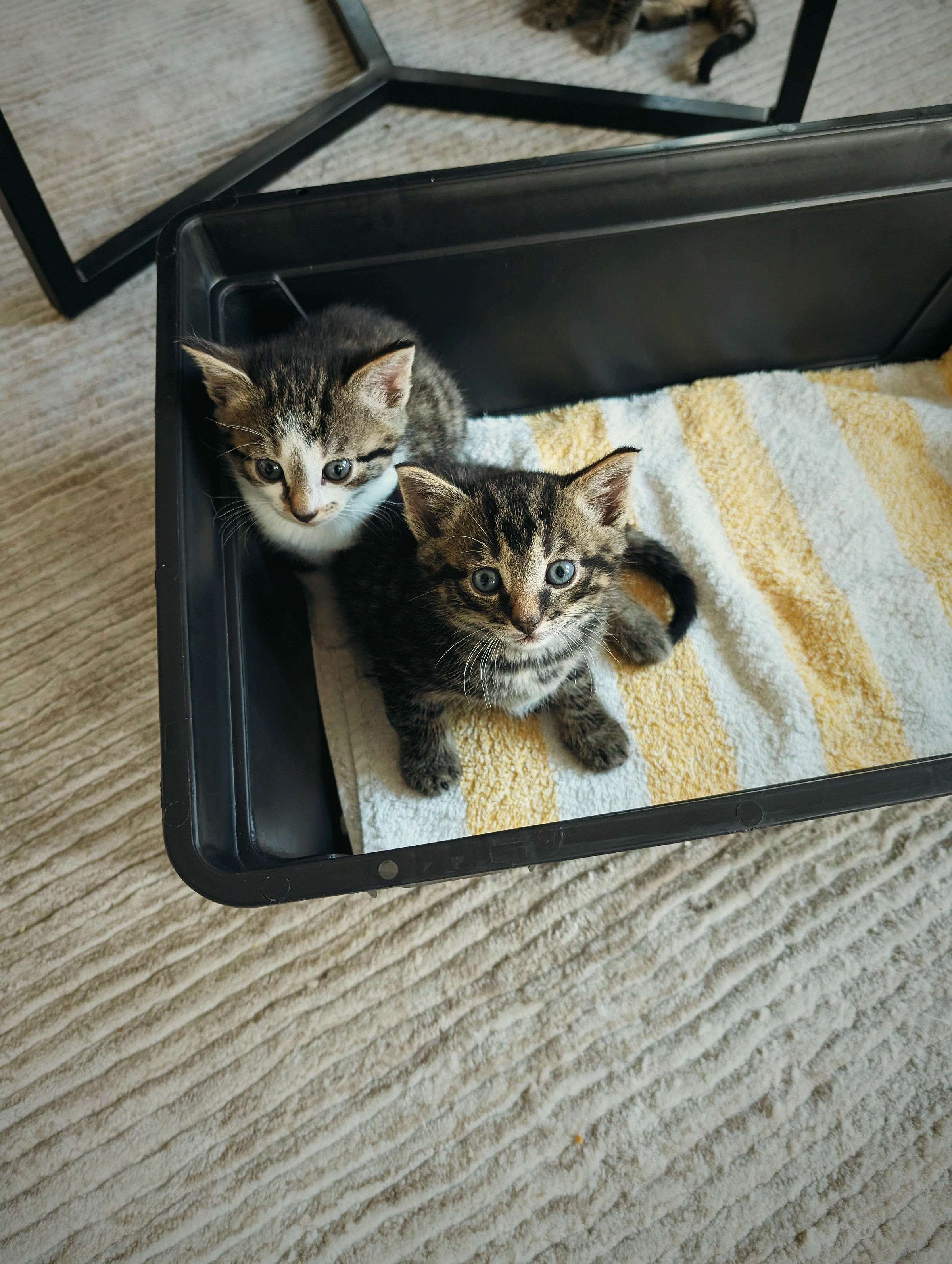 Twee getijgerde opvangkittens liggen in een bakje met een gestreepte deken.