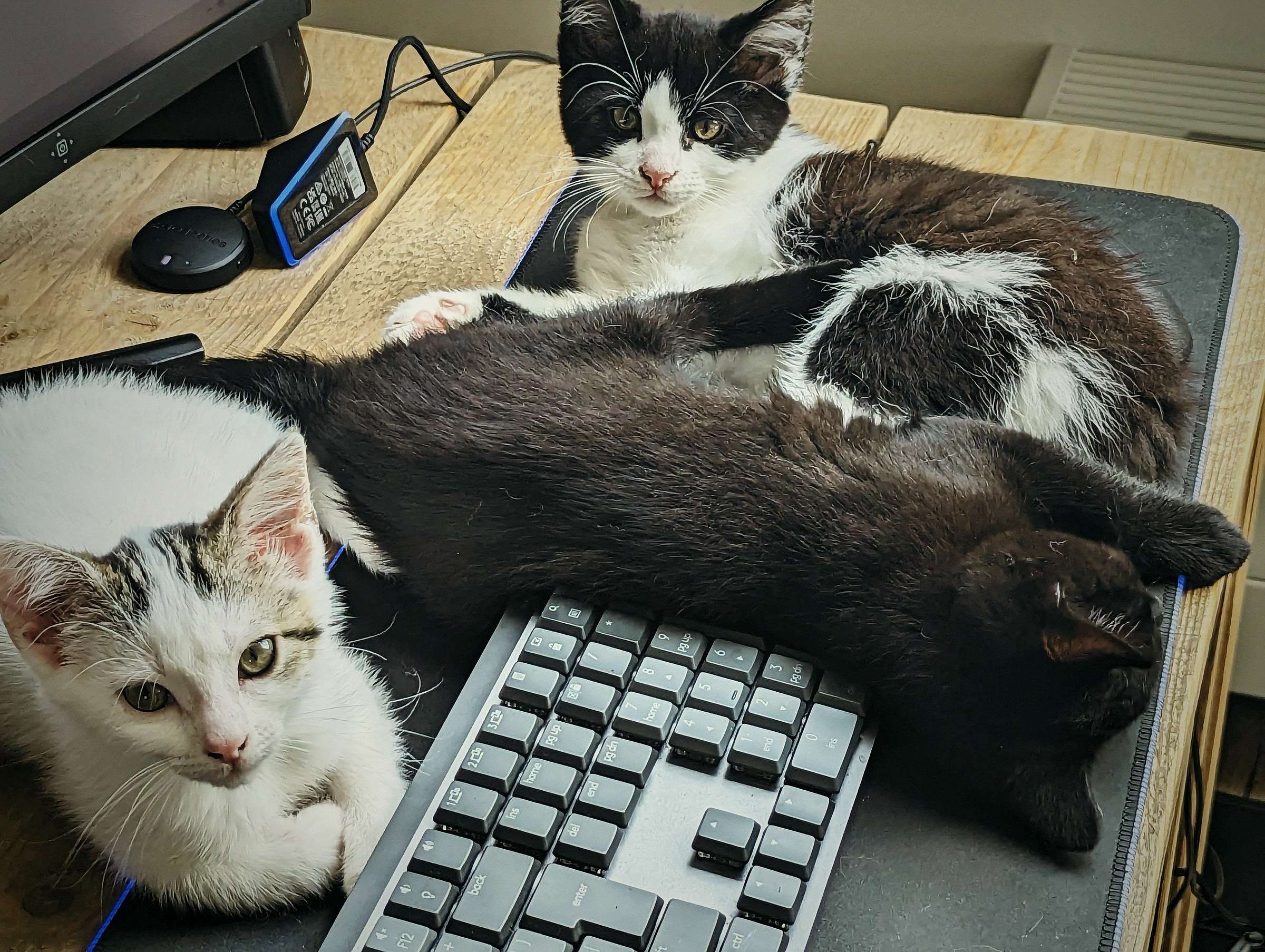 Zwart-witte opvangkittens spelen op een bureau en een toetsenbord.